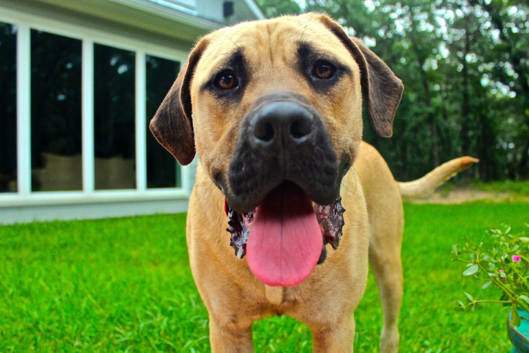 6 Things to Consider When Renting to Someone with a Pet